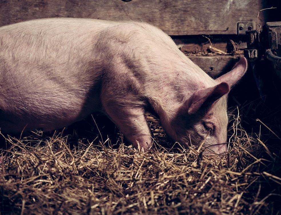 svinja, svinje, prase, prasad, stoka,Photo by Jez Timms